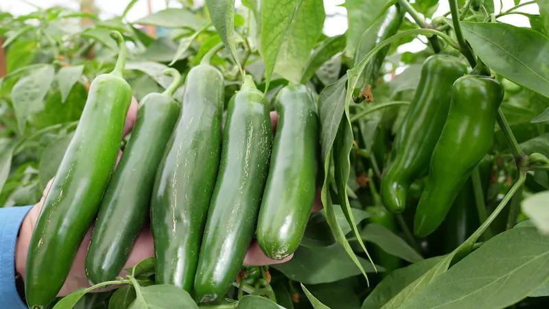 Chile Jalapeño Ring Max
