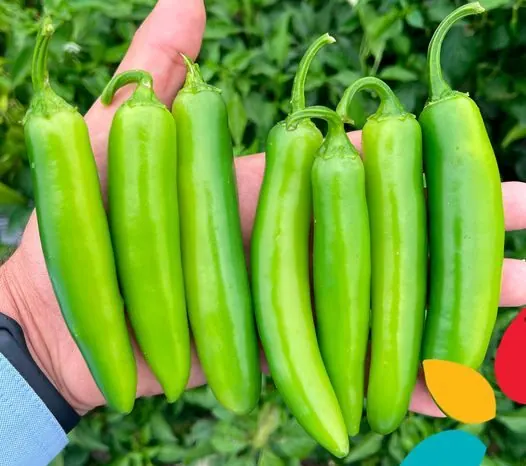 Chile Serrano Súper Llanero, imagen 1