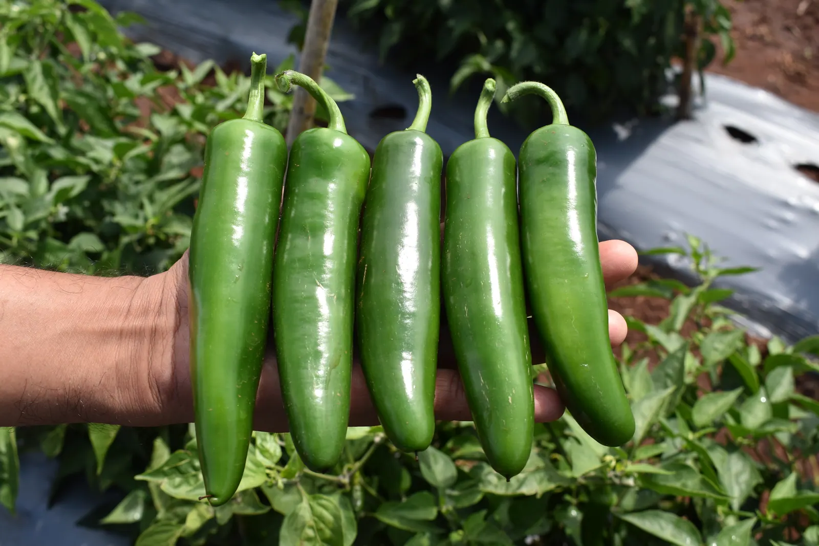Chile Serrano Trapío, imagen 1