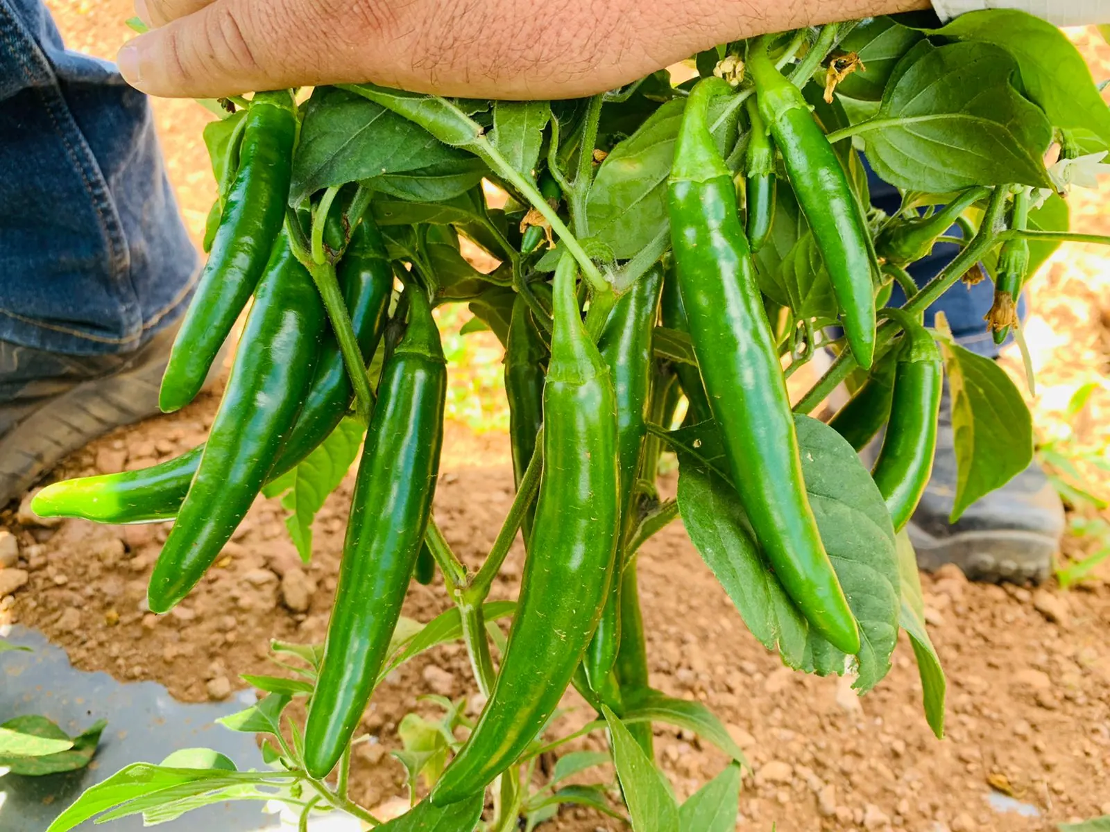 Chile Serrano Trapío, imagen 2