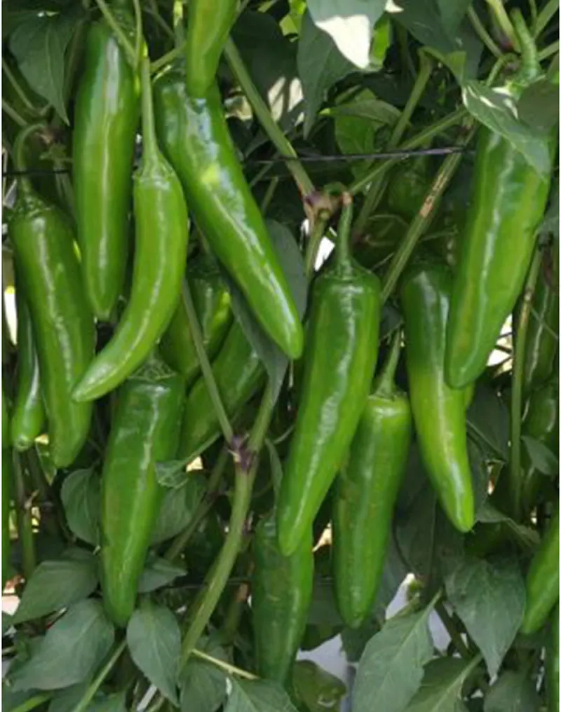 Chile Serrano WS-4933