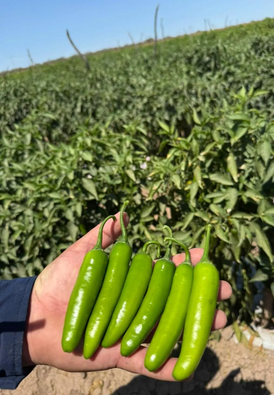 Chile Serrano WS-4933, imagen 2
