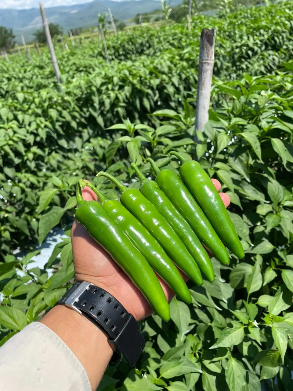 Chile Serrano WS-4933, imagen 3