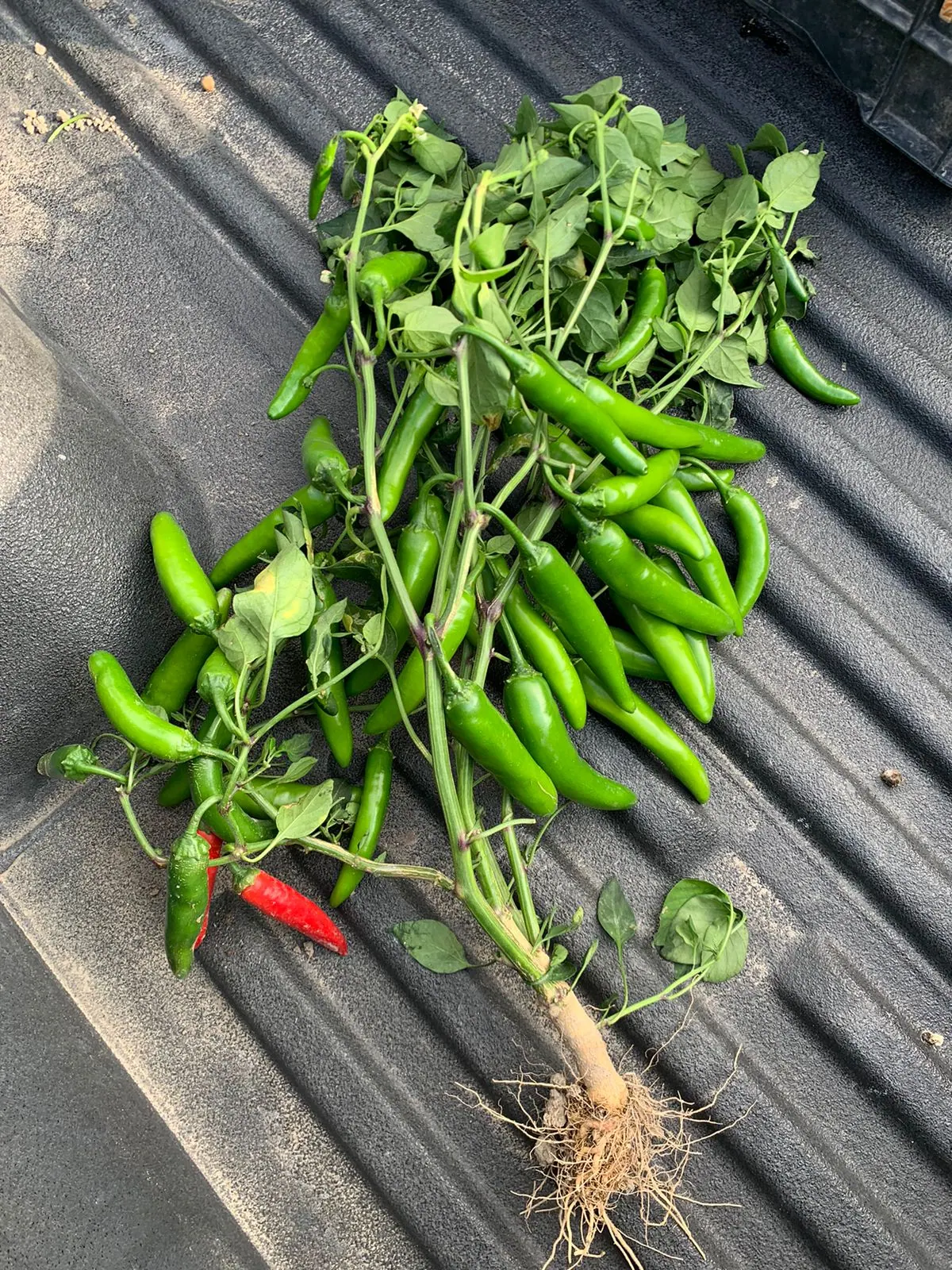 Chile Serrano WS-4933, imagen 4
