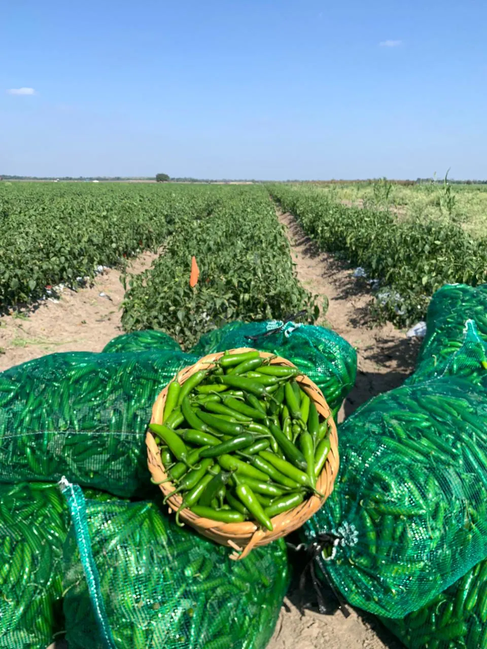 Chile Serrano WS-4933, imagen 5