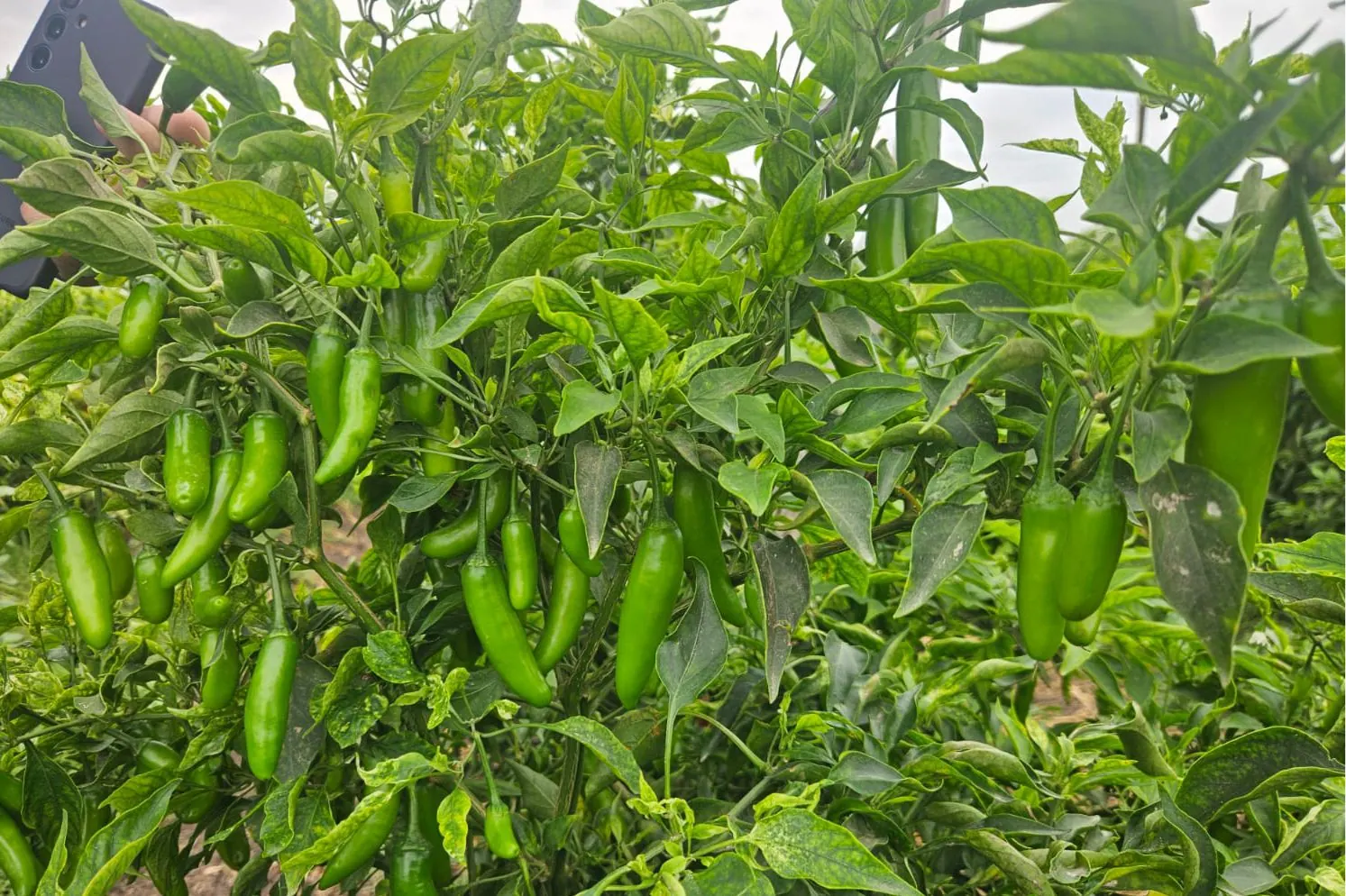 Chile Serrano WS-4933, imagen 6