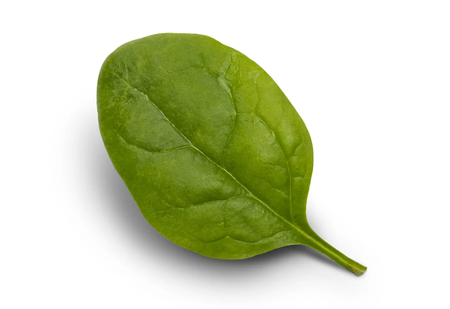 Espinaca Banjo, imagen 4