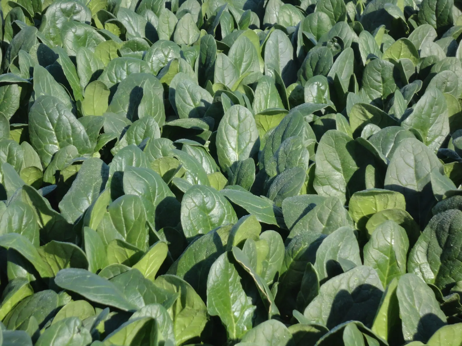 Espinaca PV 9210, imagen 2