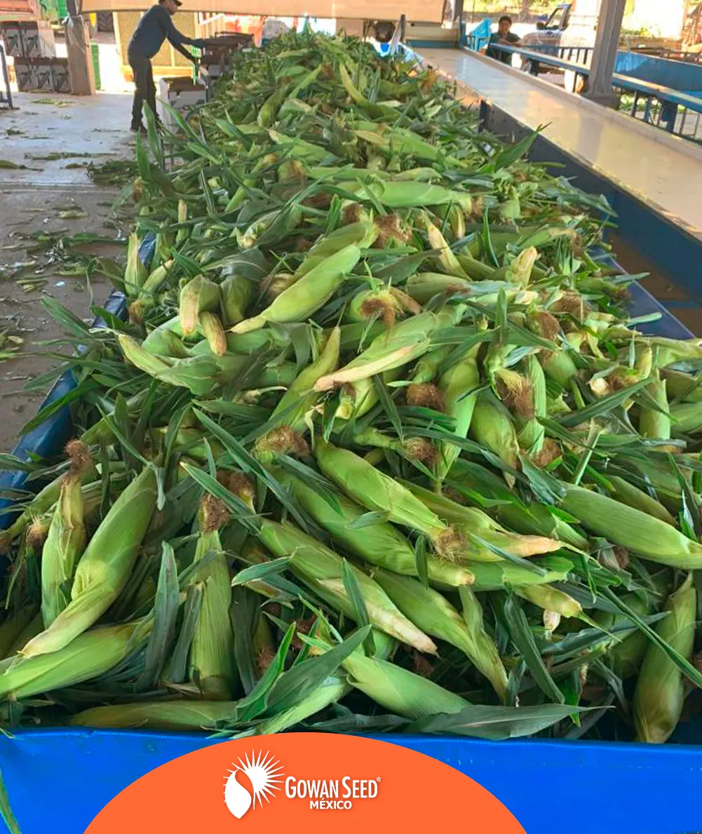 Maíz Blanco Endurance, imagen 3