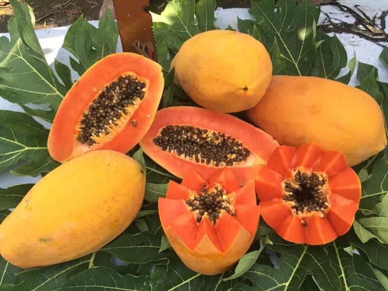 Papaya Maradona