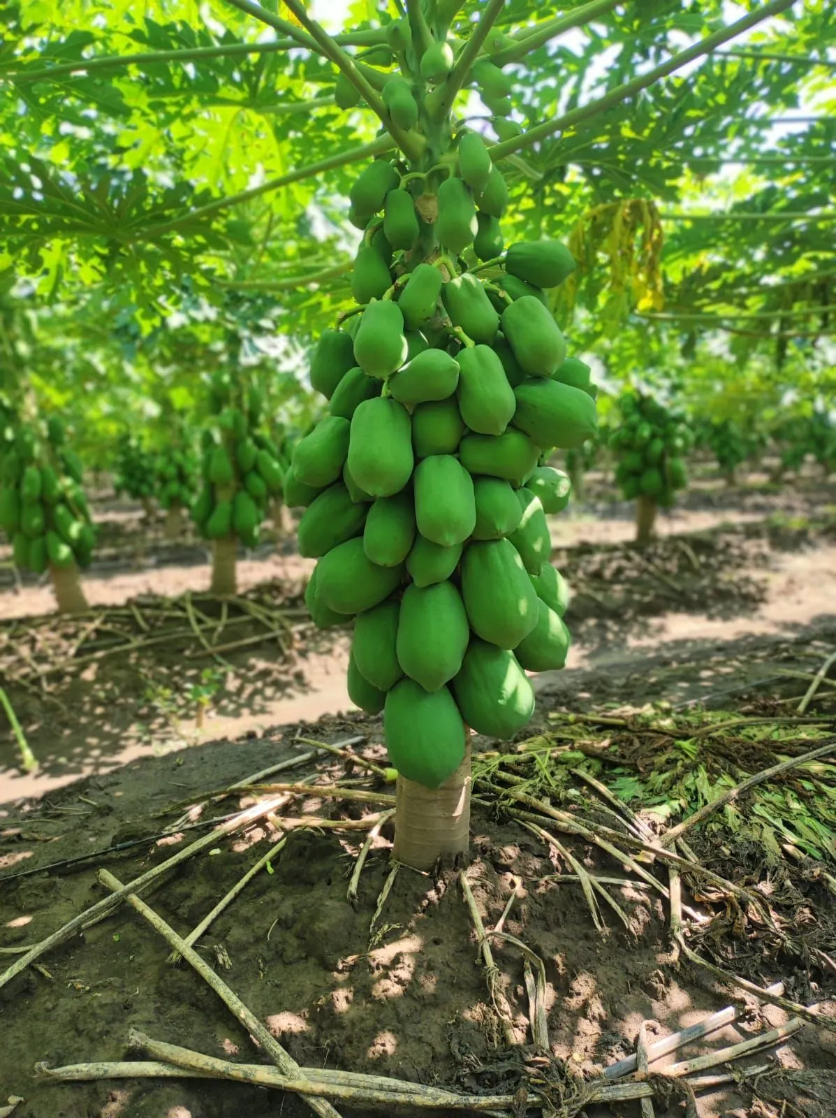 Papaya Maradona, imagen 3