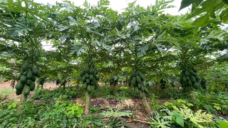 Papaya Red Sugar