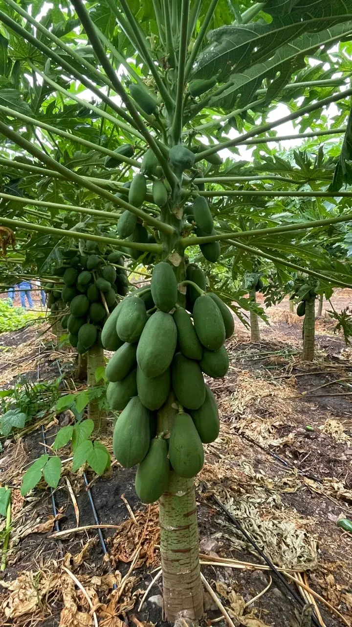 Papaya Red Sugar, imagen 2