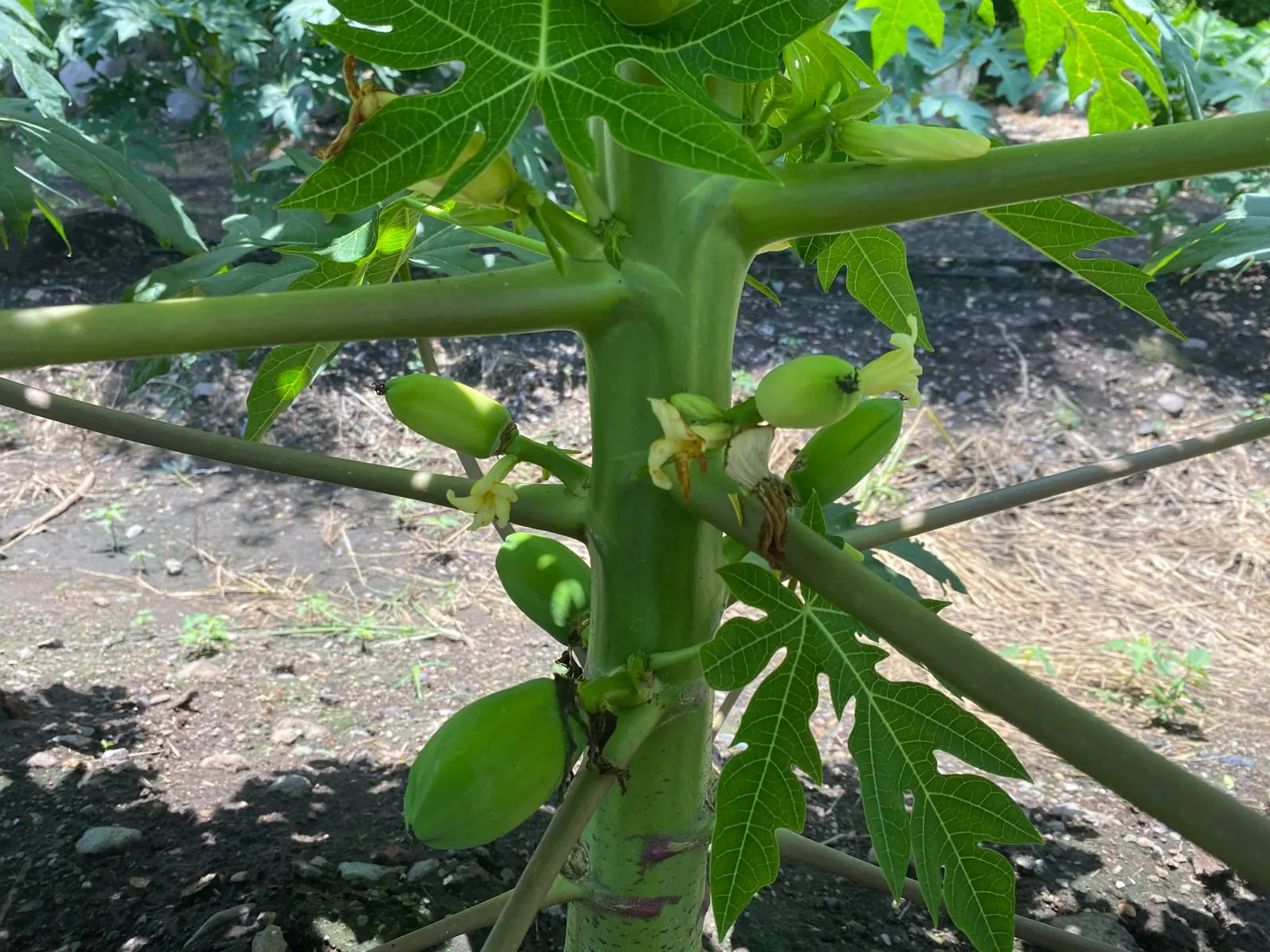 Papaya Red Sugar, imagen 4