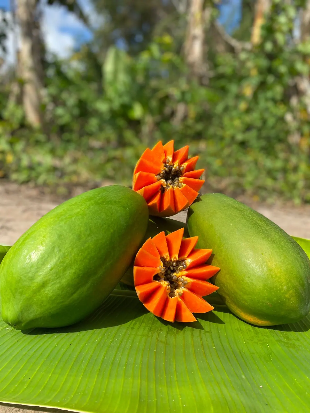 semilla papaya colima
