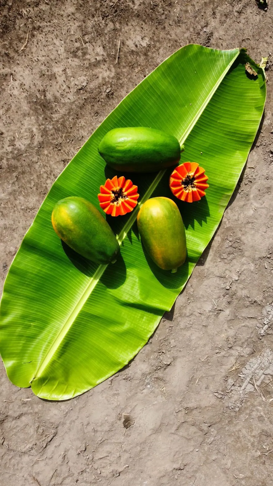 semilla papaya colima
