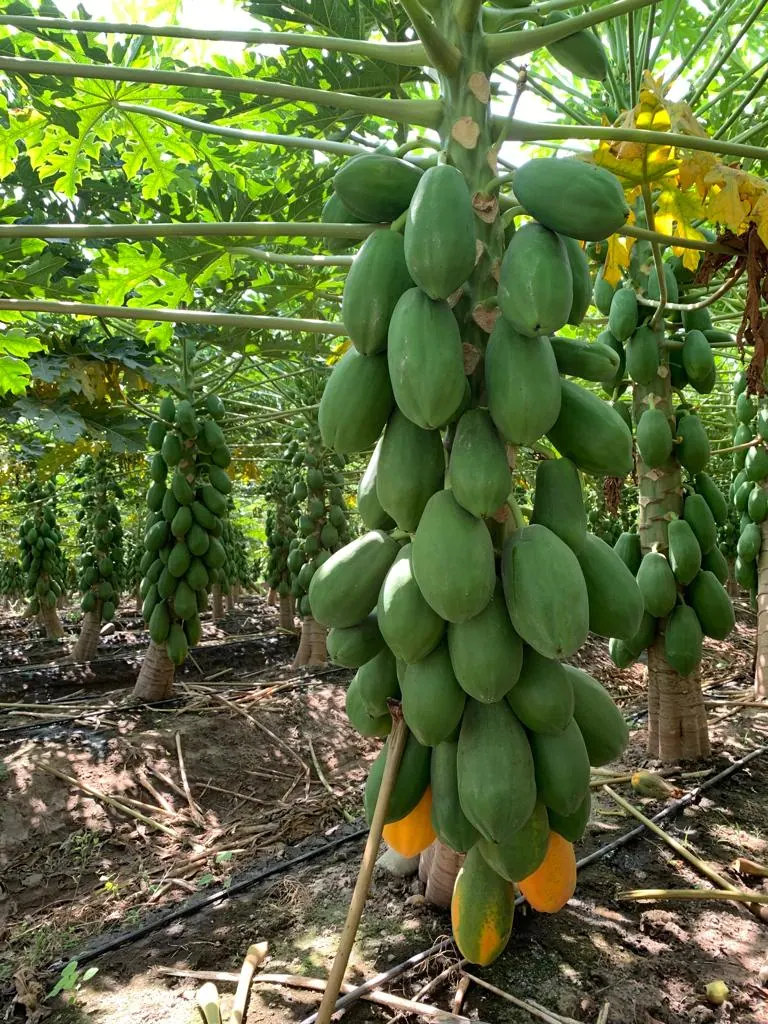 semilla papaya vega tecoman colima