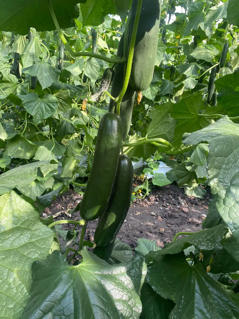 Pepino Slicer Anaconda