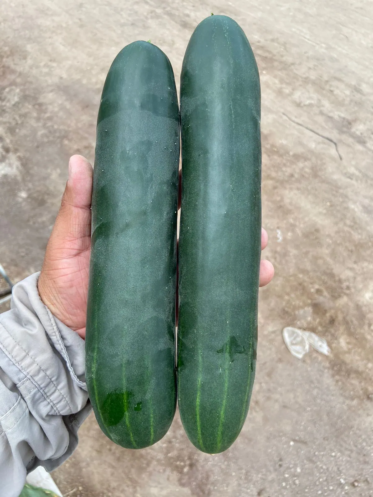 Pepino Slicer Anaconda, imagen 3