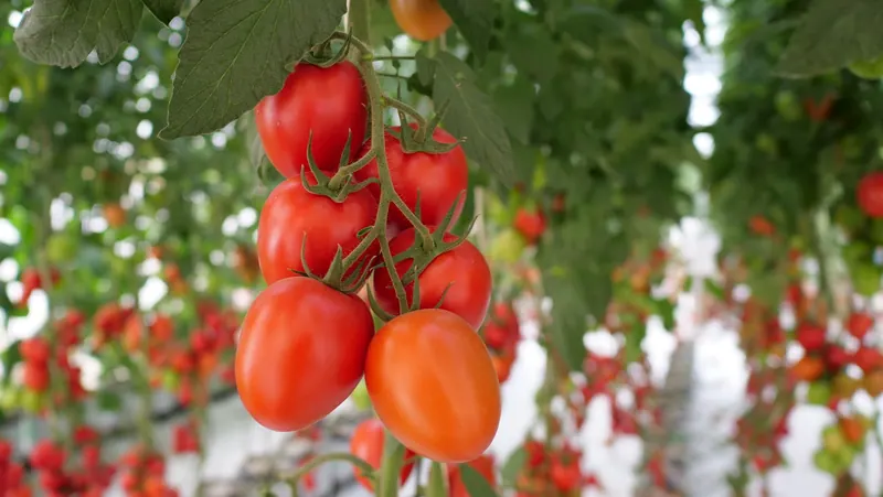 Tomate Indeterminado Azovian