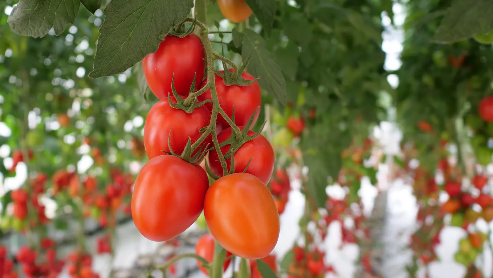 Tomate Indeterminado Azovian, imagen 1