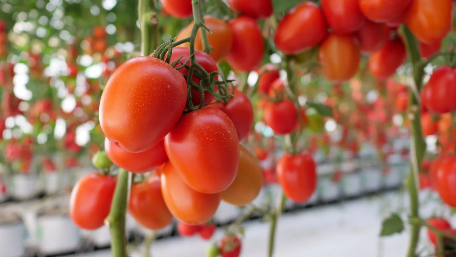 Tomate Indeterminado Azovian, imagen 2
