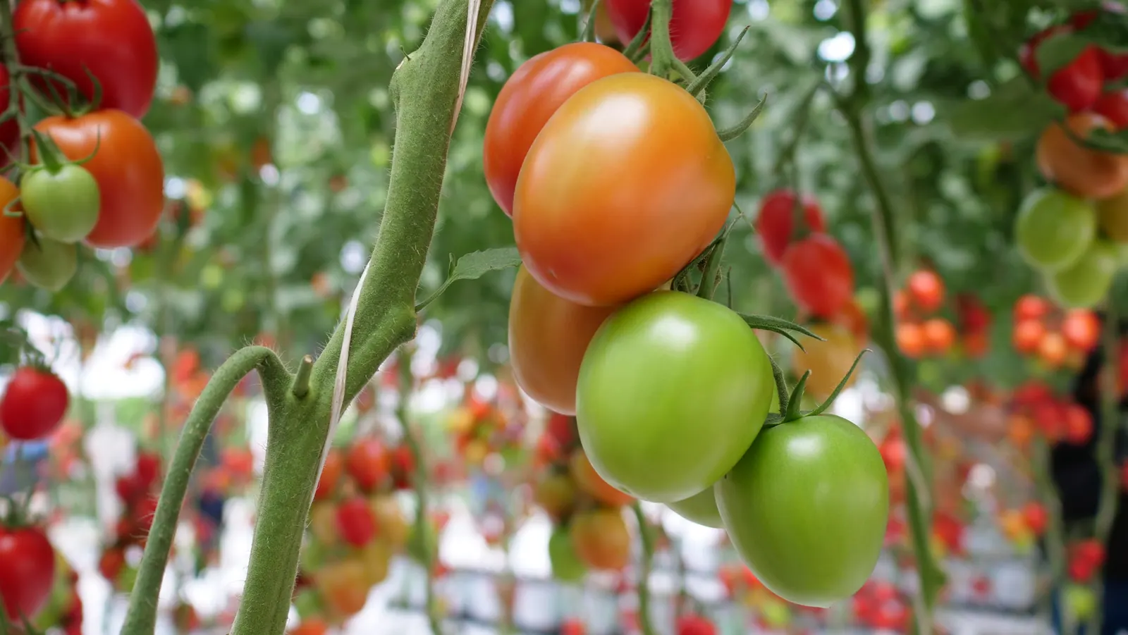 Tomate Indeterminado Azovian, imagen 3
