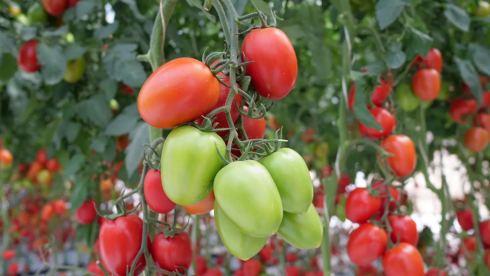 Tomate Indeterminado Azovian, imagen 5