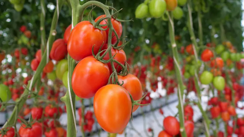 Tomate Indeterminado Blindon