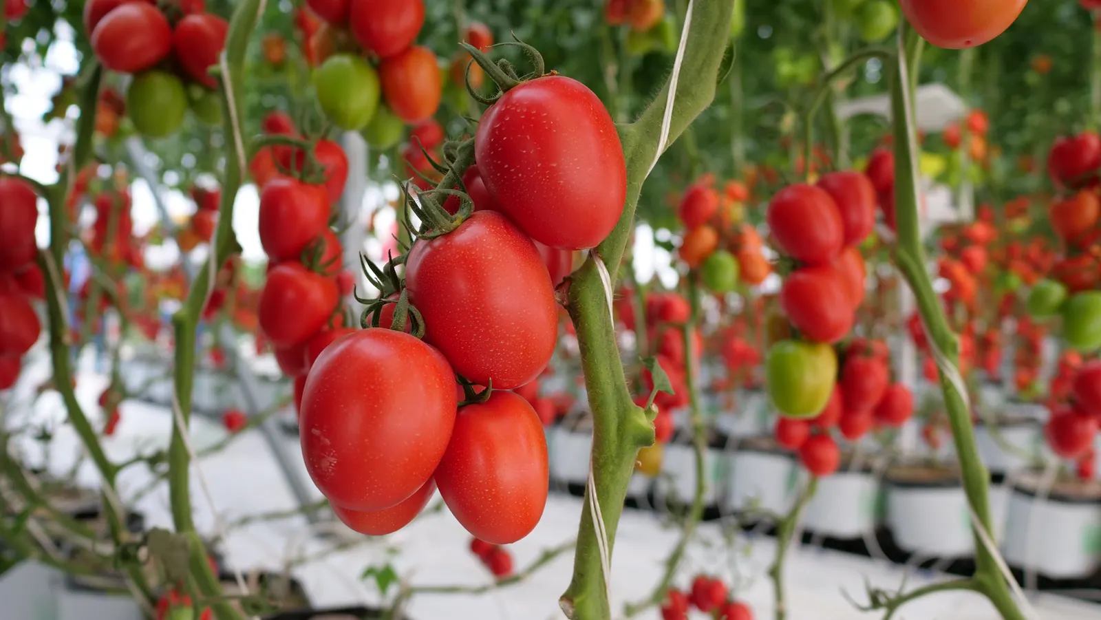 Tomate Indeterminado Blindon, imagen 2