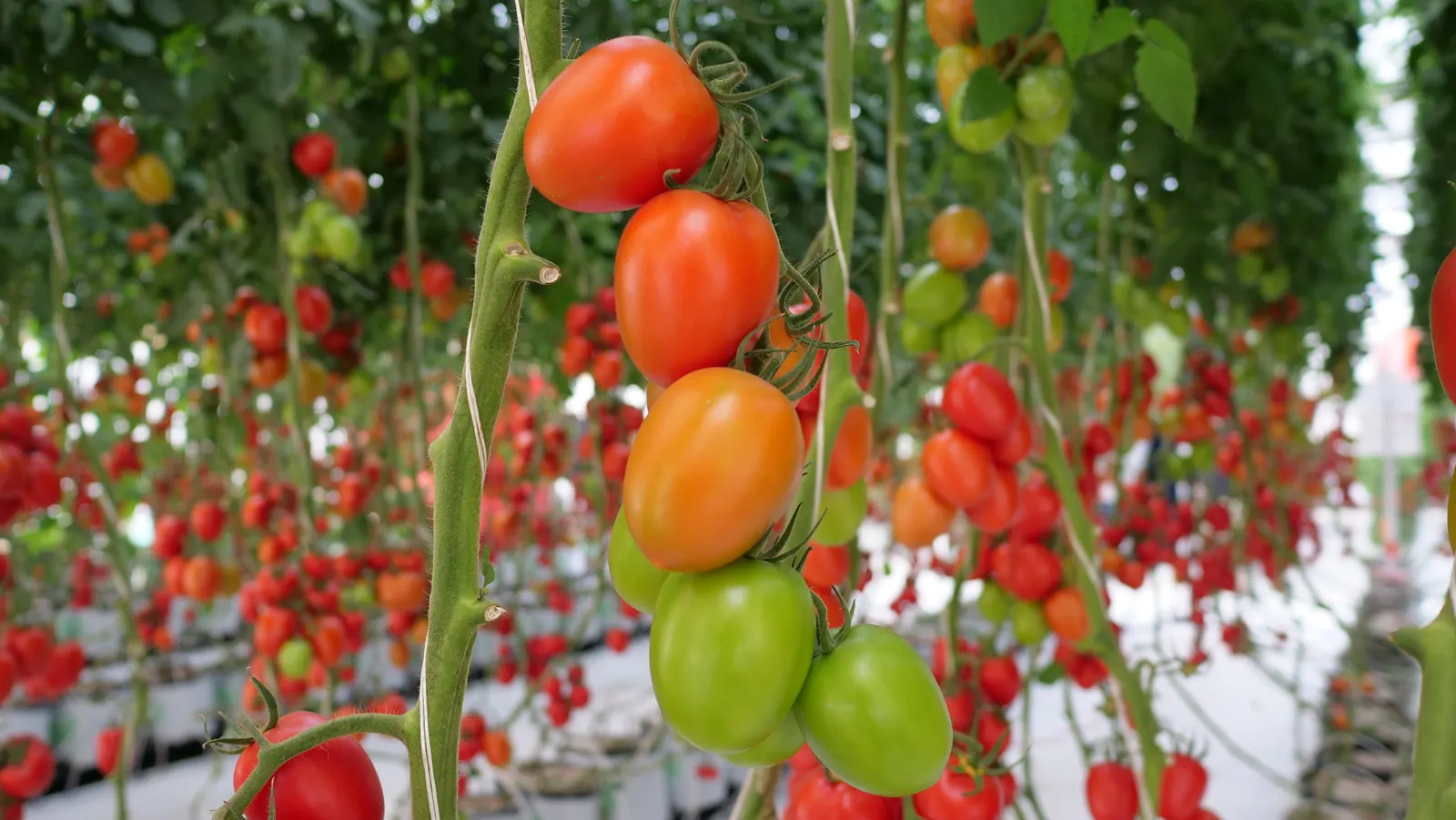 Tomate Indeterminado Blindon, imagen 3