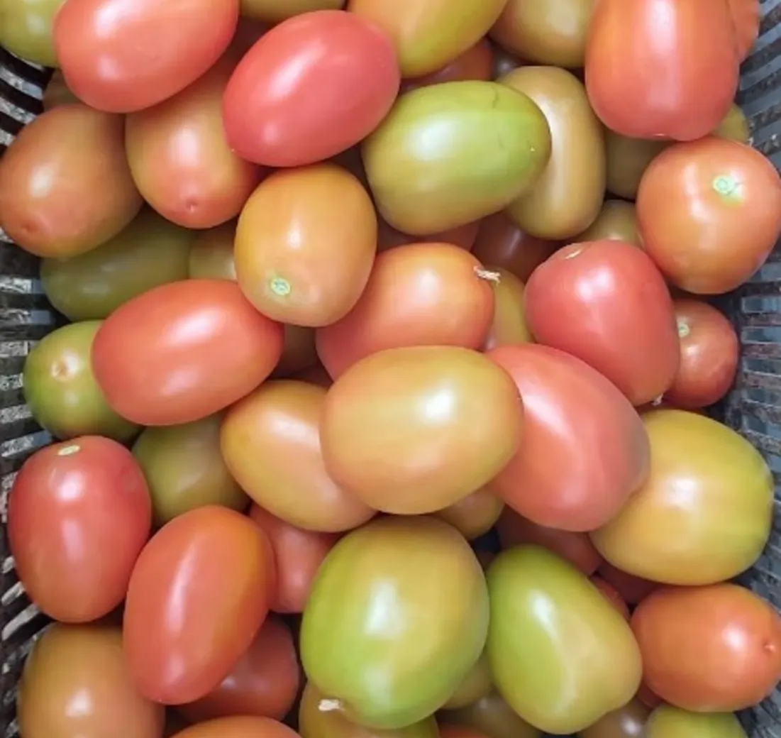 Tomate Indeterminado Brovian, imagen 1
