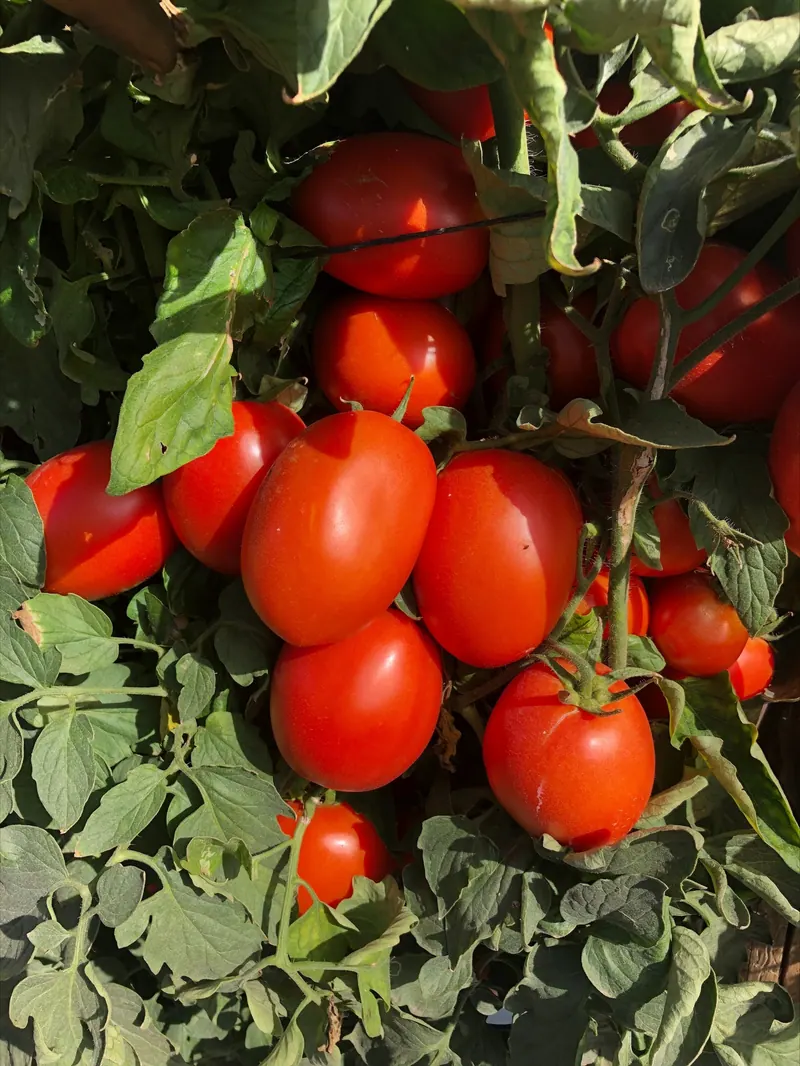 Tomate Indeterminado Duramax