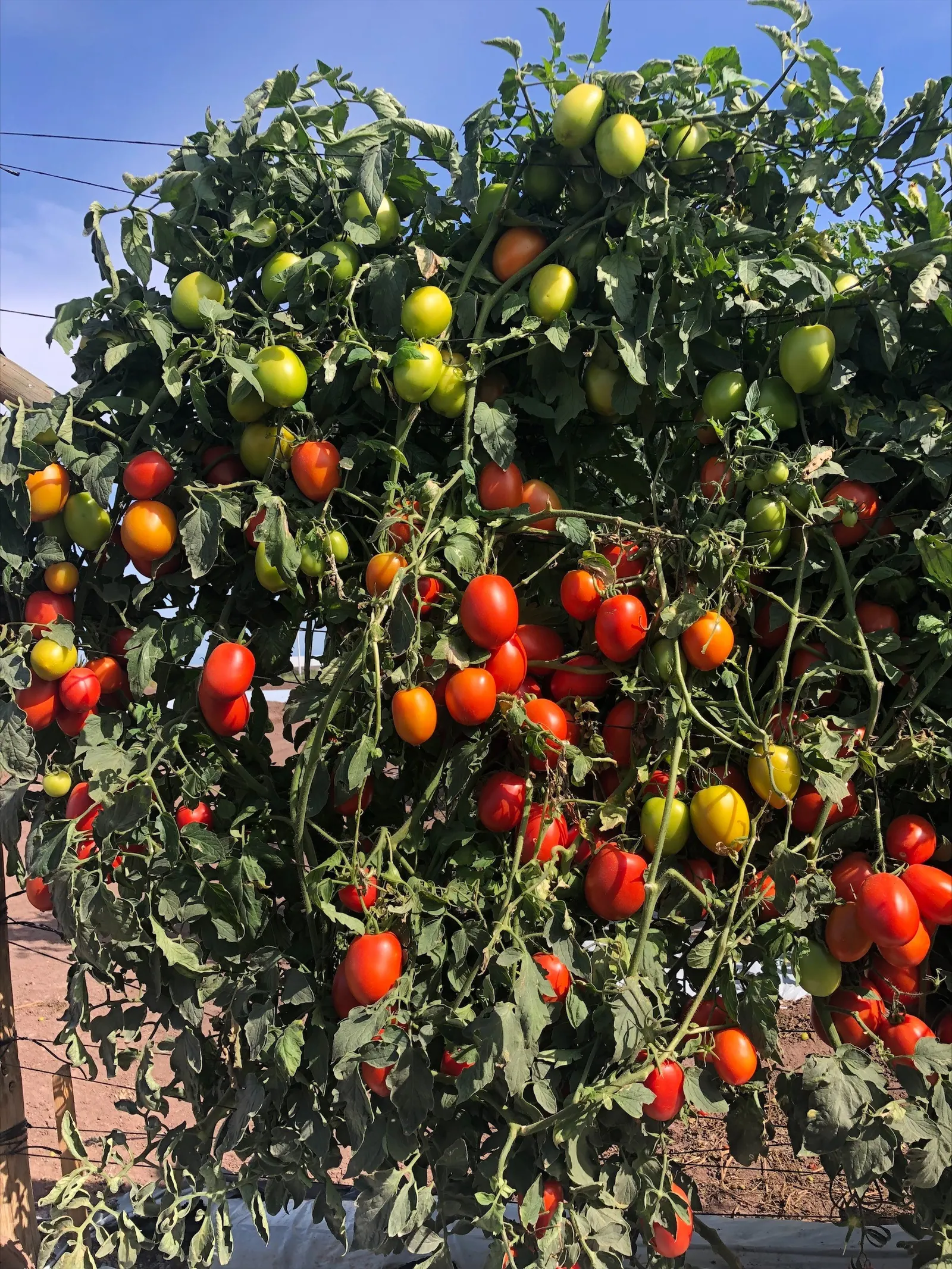 Tomate Indeterminado Duramax, imagen 2