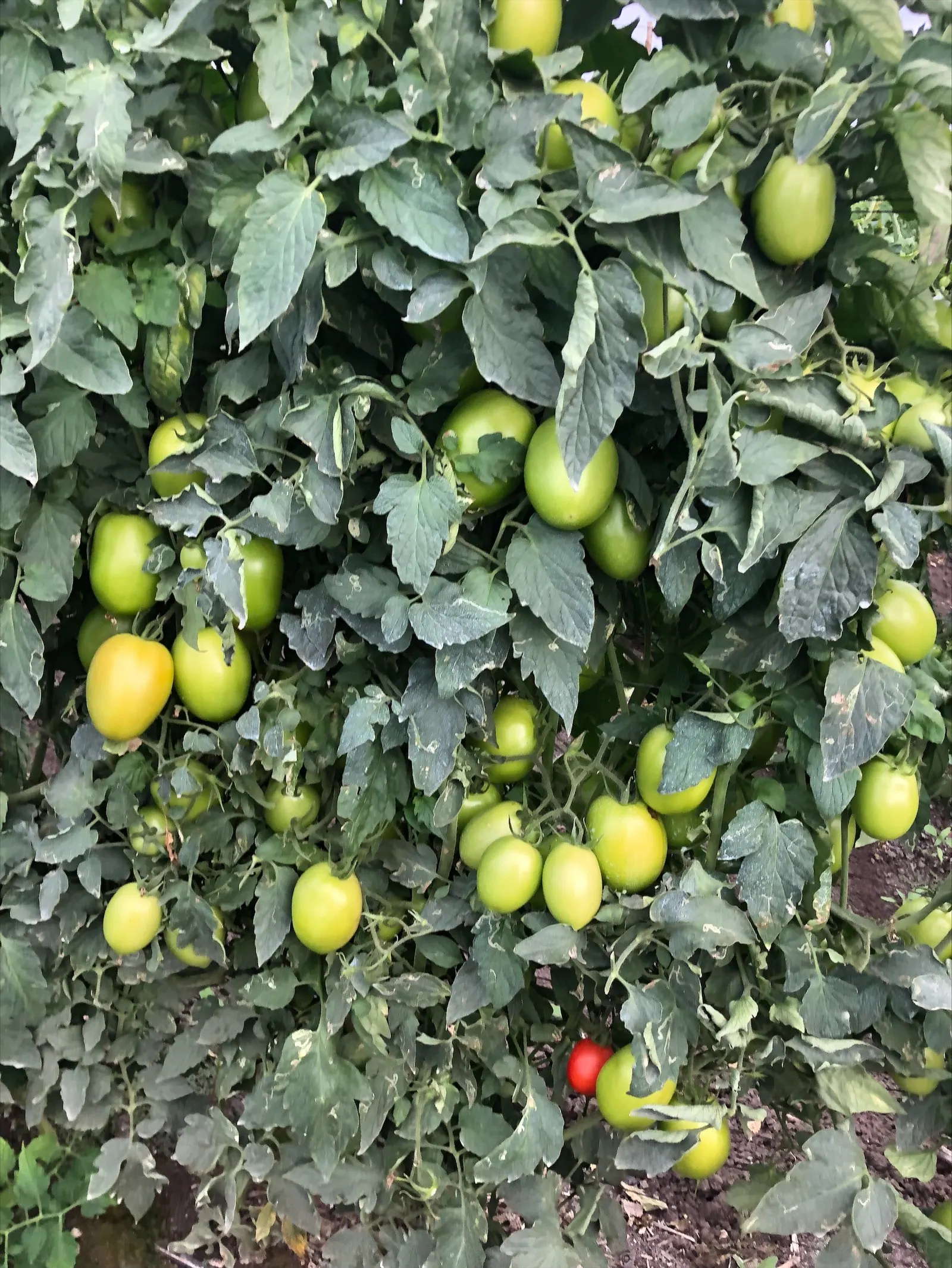 Tomate Indeterminado Duramax, imagen 3