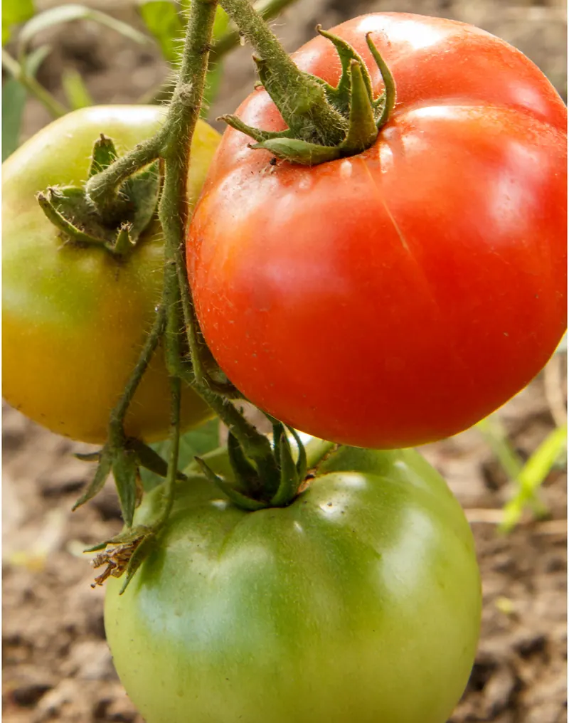 Tomate Indeterminado Hércules
