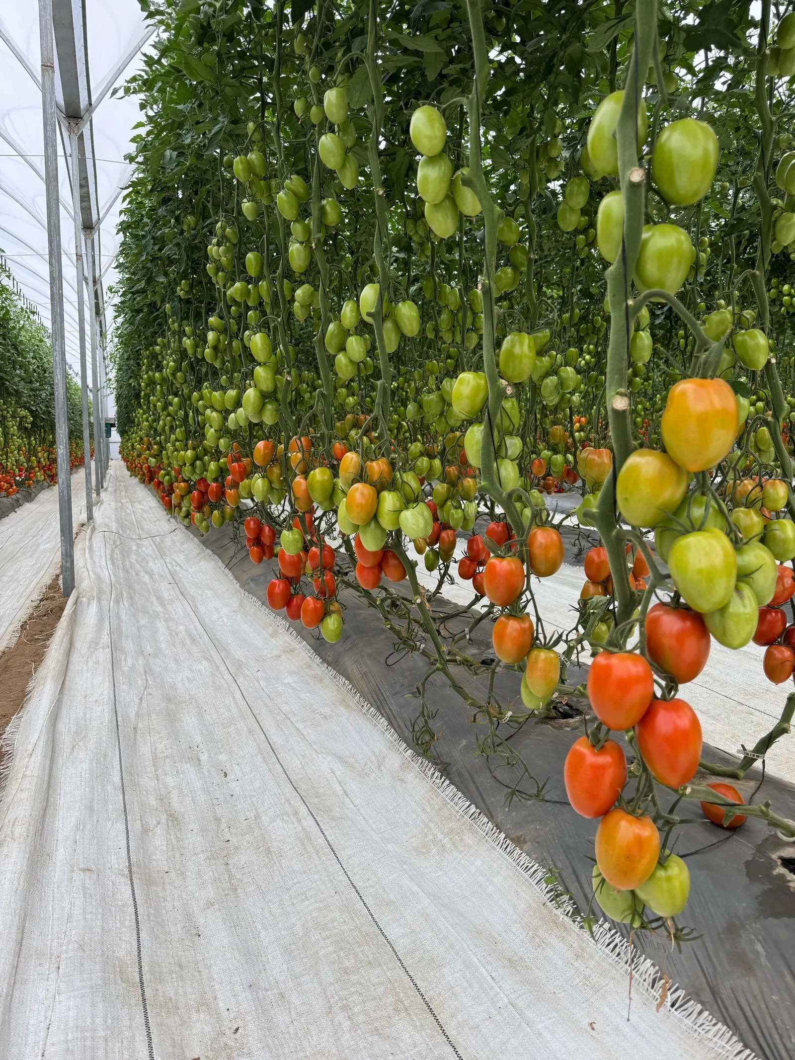 Tomate Indeterminado Hércules, imagen 2