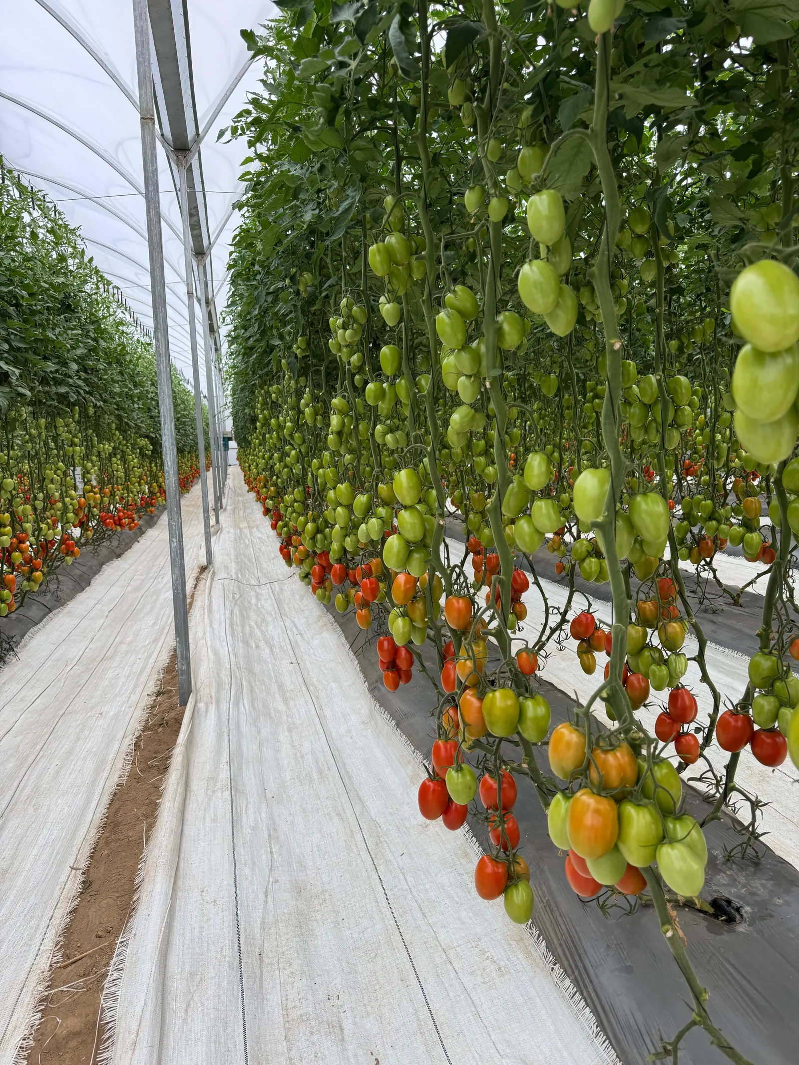 Tomate Indeterminado Hércules, imagen 3