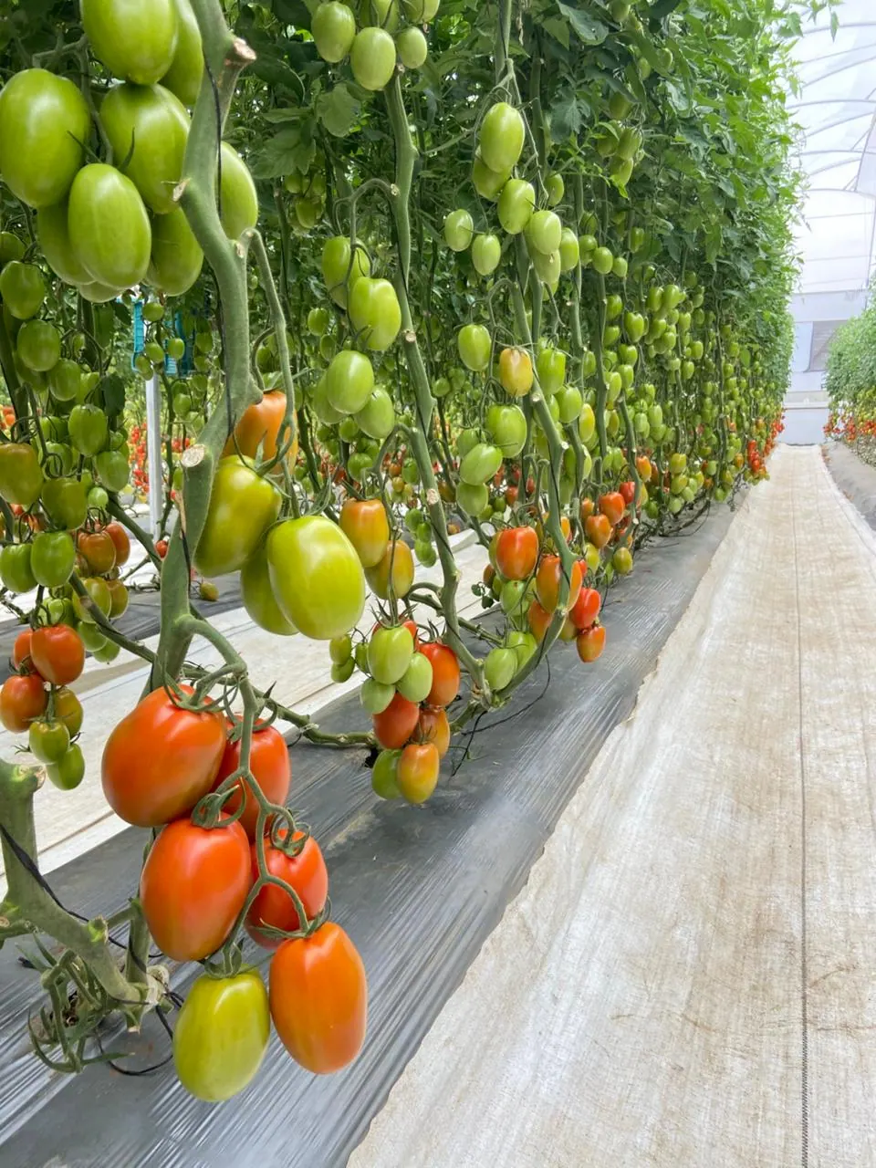 Tomate Indeterminado Hércules, imagen 4