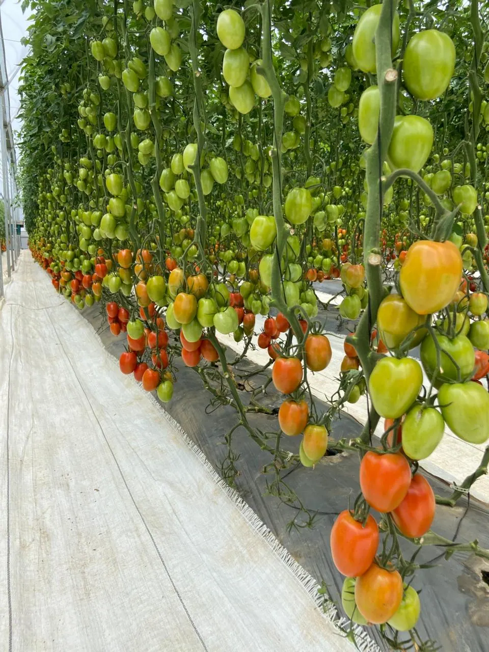 Tomate Indeterminado Hércules, imagen 5