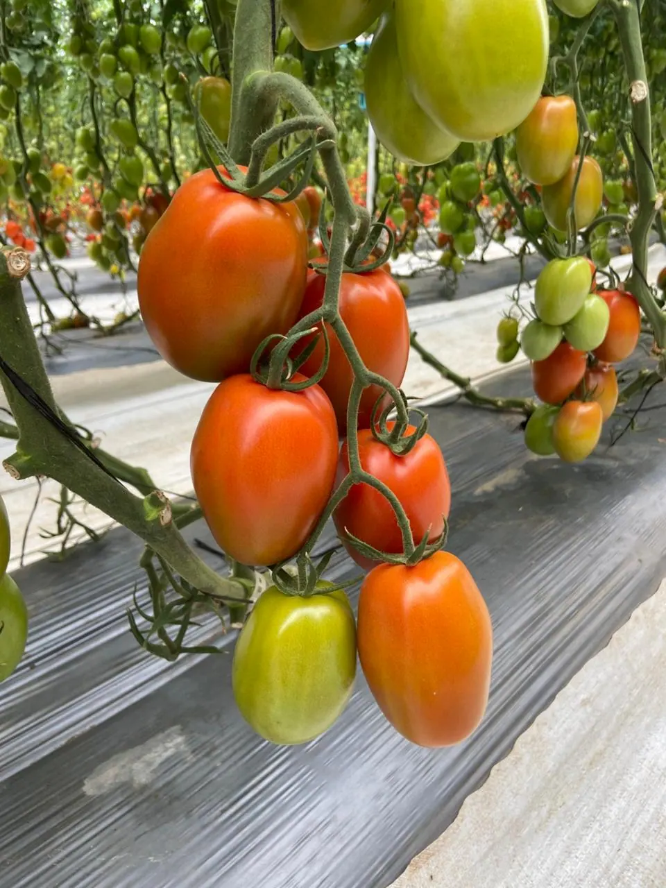 Tomate Indeterminado Hércules, imagen 6