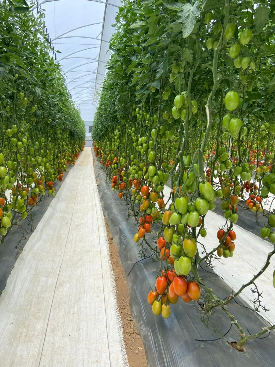 Tomate Indeterminado Hércules, imagen 7