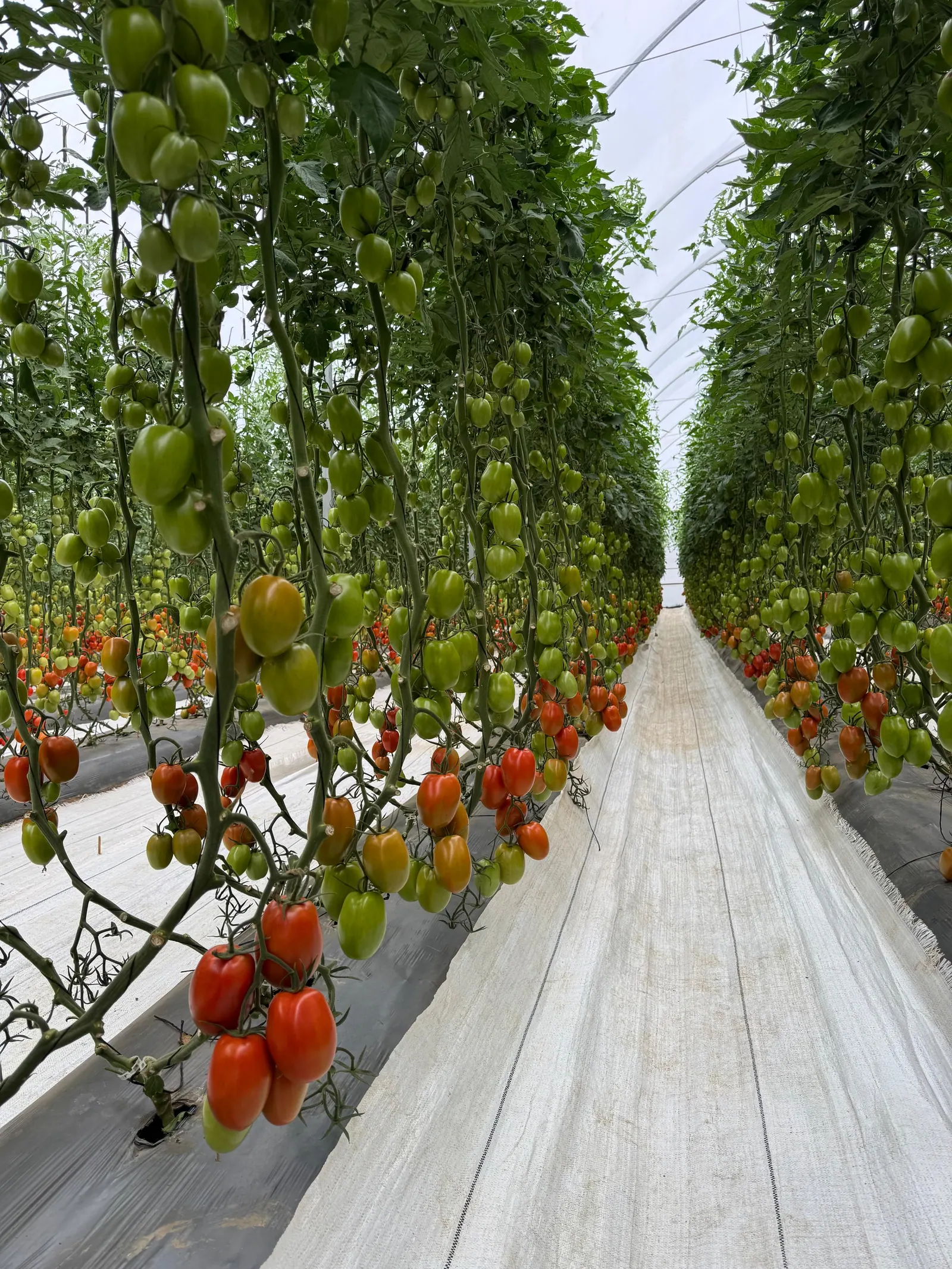 Tomate Indeterminado Hércules, imagen 8