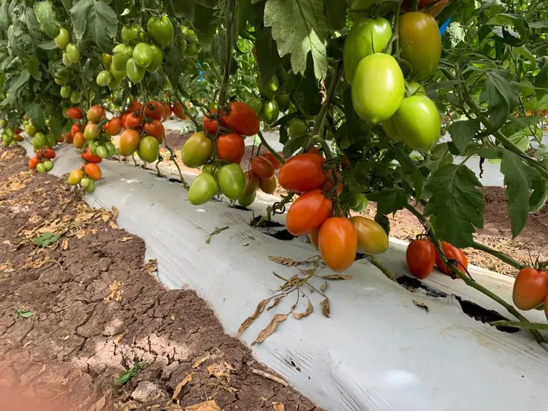 Tomate Indeterminado Riosal