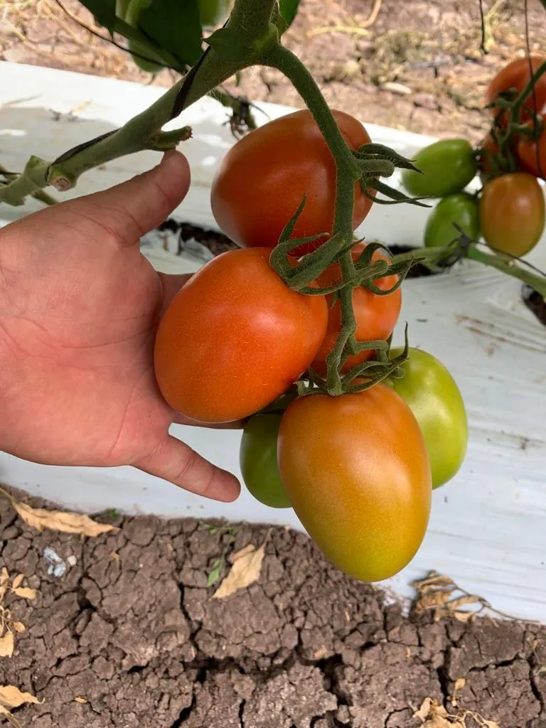 semilla tomate riosal