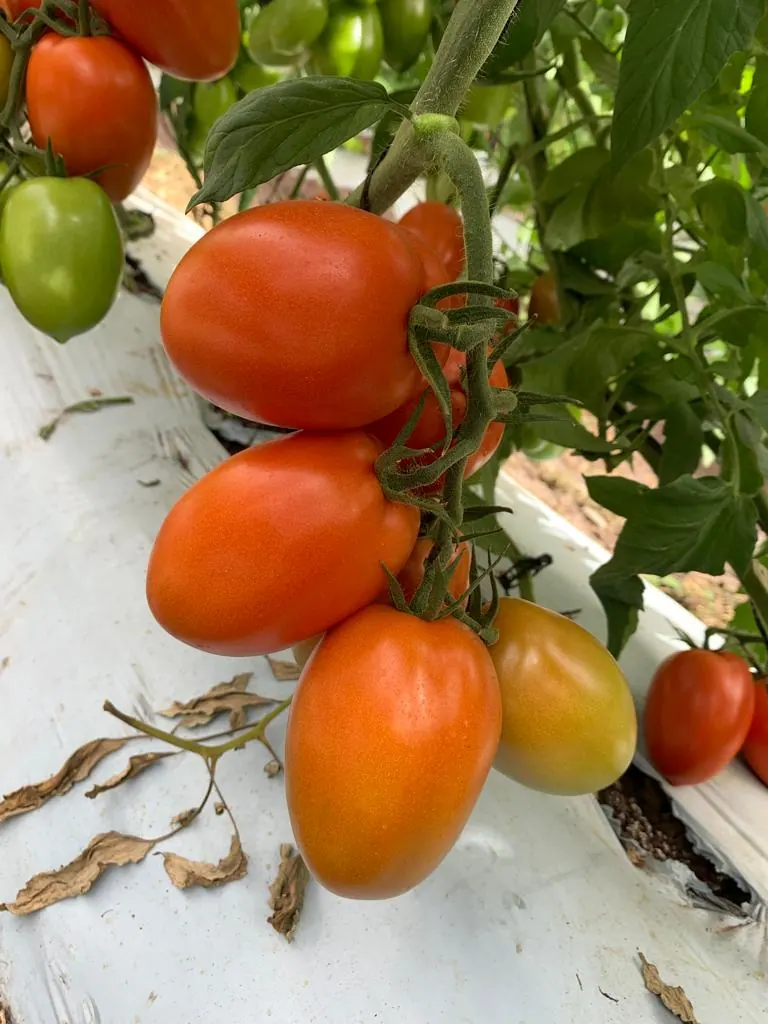 semilla tomate riosal