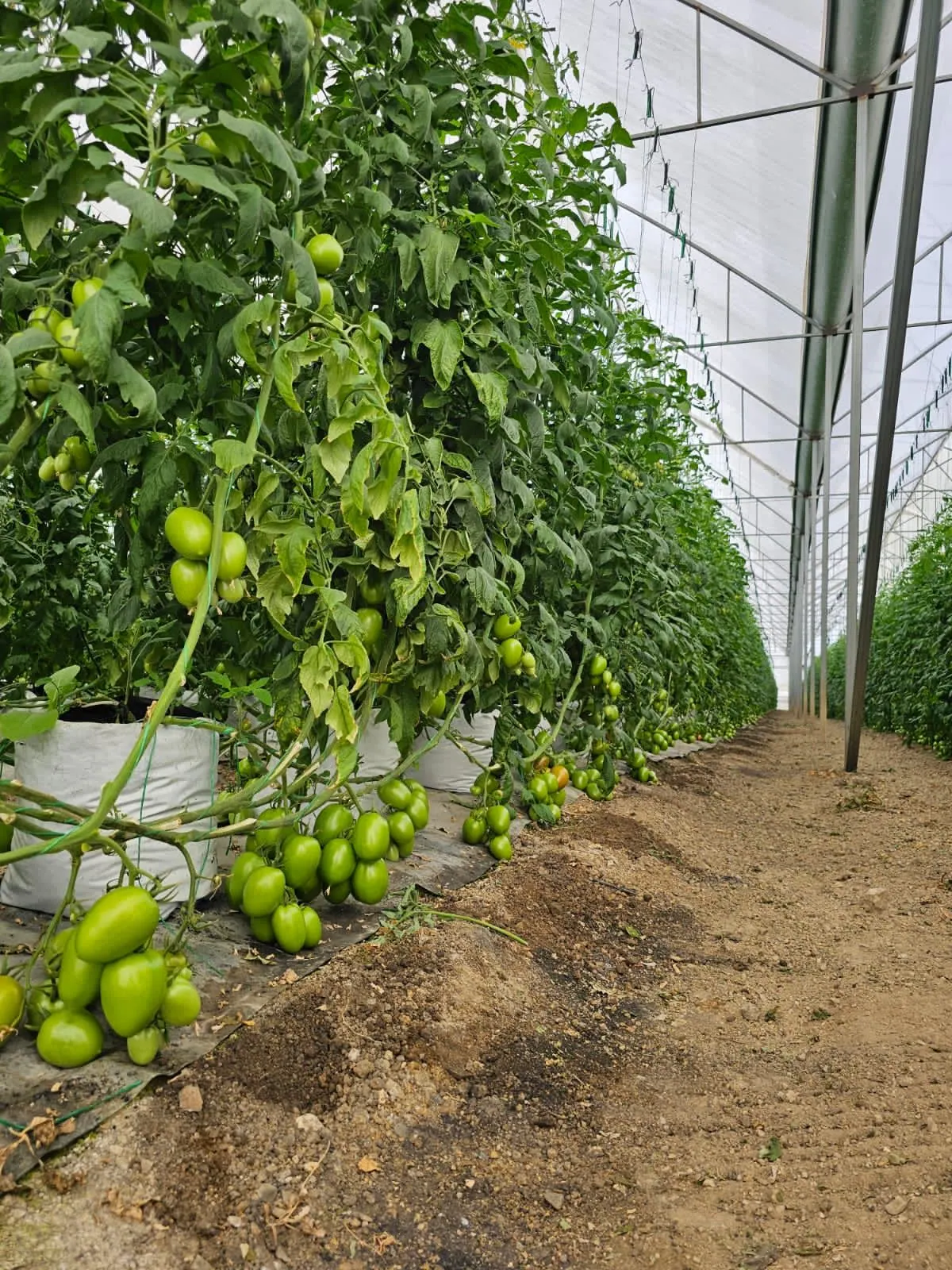 semilla tomate riosal