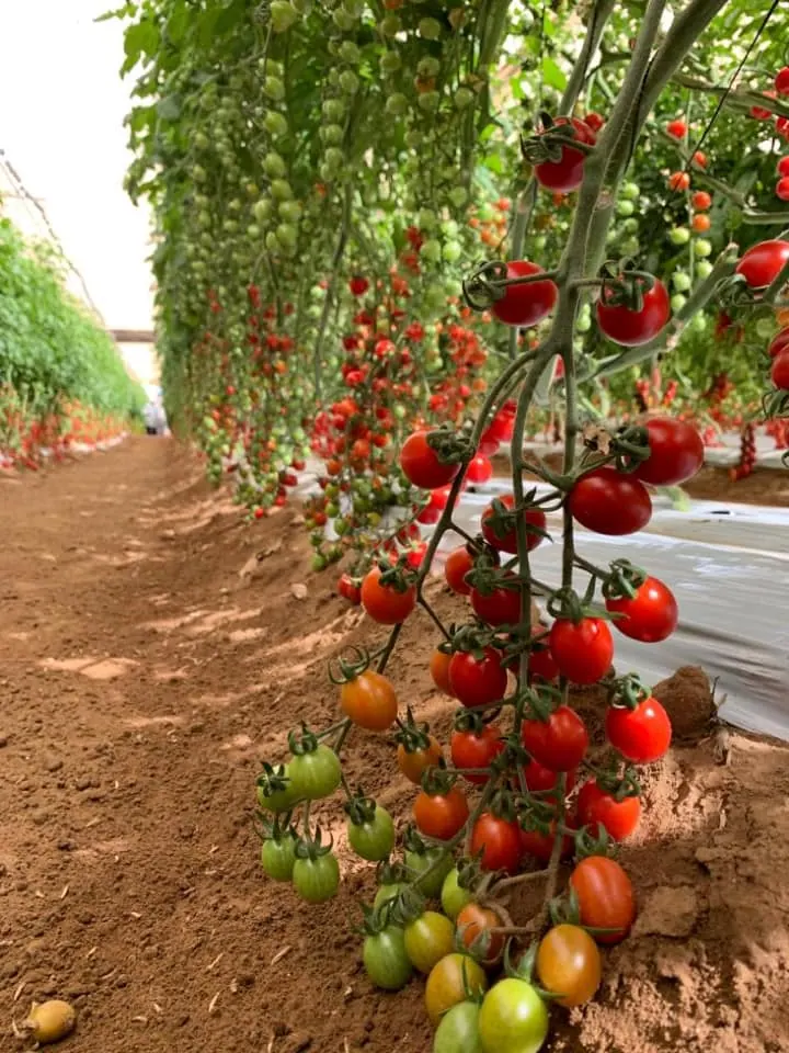 Tomate Grape Stacy, imagen 1