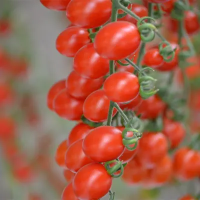 semilla tomate grape indeterminado stacy