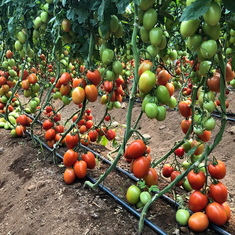 Tomate Indeterminado Strongton